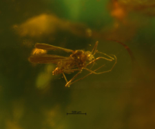 Diptera (Nematocera)