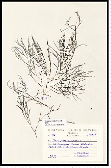 Potamogeton pectinatus L.