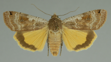 Noctua pronuba (Linnaeus, 1758)