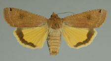 Noctua pronuba (Linnaeus, 1758)