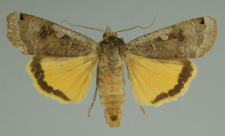 Noctua pronuba (Linnaeus, 1758)