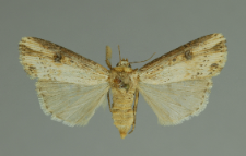 Axylia putris (Linnaeus, 1761)