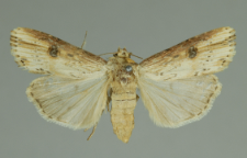 Axylia putris (Linnaeus, 1761)