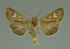 Cerapteryx graminis (Linnaeus, 1758)