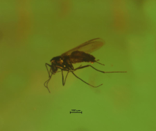 Chironomidae (Orthocladiinae)