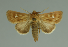 Cerapteryx graminis (Linnaeus, 1758)