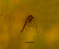 Chironomidae (Orthocladiinae)