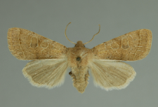 Orthosia cerasi (Fabricius, 1775)