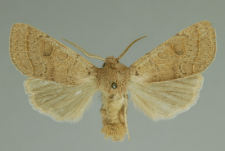 Orthosia cerasi (Fabricius, 1775)