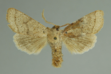 Orthosia cerasi (Fabricius, 1775)