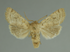 Orthosia cerasi (Fabricius, 1775)