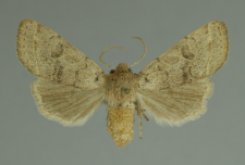 Orthosia cerasi (Fabricius, 1775)