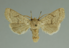 Orthosia cerasi (Fabricius, 1775)