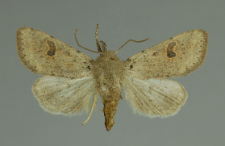 Orthosia cruda (Denis & Schiffermüller, 1775)