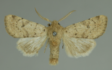 Orthosia cruda (Denis & Schiffermüller, 1775)