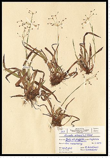 Luzula pilosa (L.) Willd.