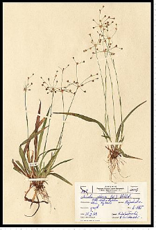 Luzula pilosa (L.) Willd.