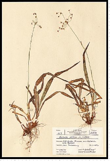 Luzula pilosa (L.) Willd.