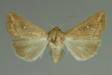 Mythimna albipuncta (Denis & Schiffermüller, 1775)