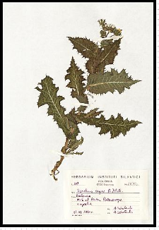 Sonchus asper (L.) Hill