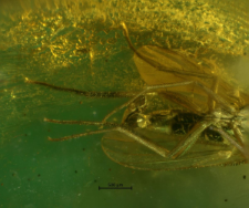 Dolichopodidae