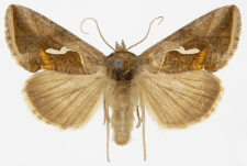 Macdunnoughia confusa