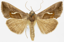 Macdunnoughia confusa