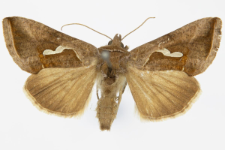 Macdunnoughia confusa