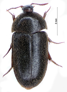 Eustrophus dermestoides (Fabricius, 1792)