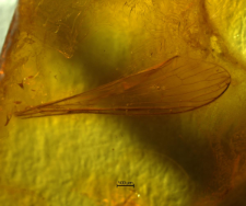 Palaeopoecilostola longicornis