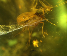 Diptera (Nematocera)