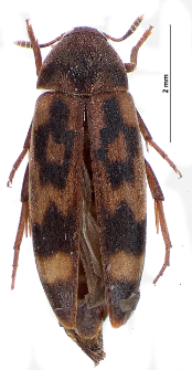 Orchesia undulata E.G. Kraatz, 1853