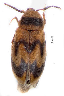 Abdera flexuosa (G. Paykull, 1799)