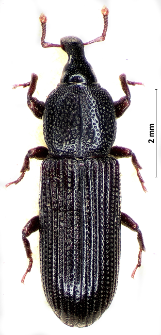 Cossonus cylindricus C.R. Sahlberg, 1835