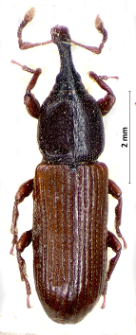 Cossonus parallelepipedus (J.F.W. Herbst, 1795)