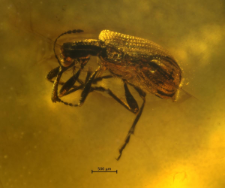 Rhynchitidae