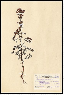 Pedicularis palustris L.