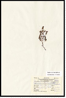 Euphrasia coerulea Hoppe & Fürnr.