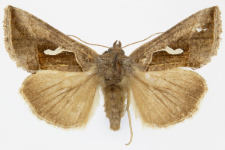 Macdunnoughia confusa