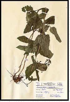 Scrophularia nodosa L.