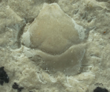 Tanidromites alexandrae