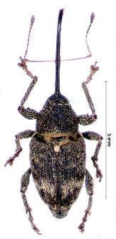 Curculio villosus Fabricius, 1781