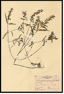 Melampyrum polonicum (P. Beauv.) Soó