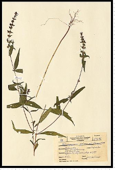 Melampyrum polonicum (P. Beauv.) Soó