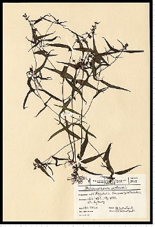 Melampyrum pratense L.
