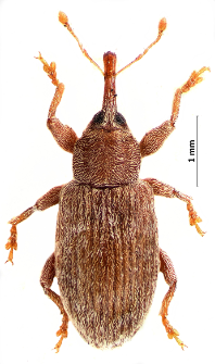 Dorytomus villosulus (Gyllenhal, 1836)