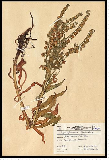 Cynoglossum officinale L.