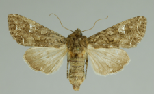 Mamestra brassicae (Linnaeus, 1758)