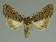 Melanchra persicariae (Linnaeus, 1761)