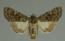 Melanchra persicariae (Linnaeus, 1761)